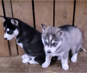 Siberian Husky Puppy for sale in CHILLICOTHE, OH, USA