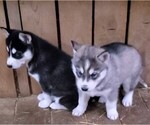 Small Photo #1 Siberian Husky Puppy For Sale in CHILLICOTHE, OH, USA