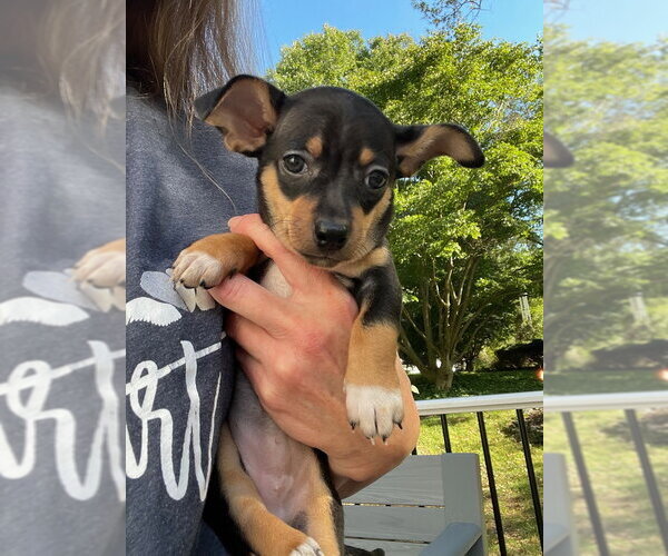 Medium Photo #4 Chipin Puppy For Sale in Shermans Dale, PA, USA