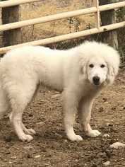 Great Pyrenees Puppy for sale in LONGMONT, CO, USA