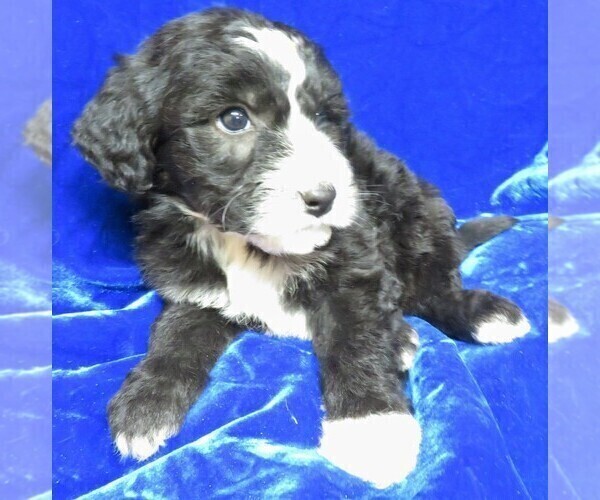 Medium Photo #4 Sheepadoodle Puppy For Sale in GROVESPRING, MO, USA