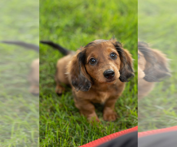 Medium Photo #7 Dachshund Puppy For Sale in BREMEN, IN, USA