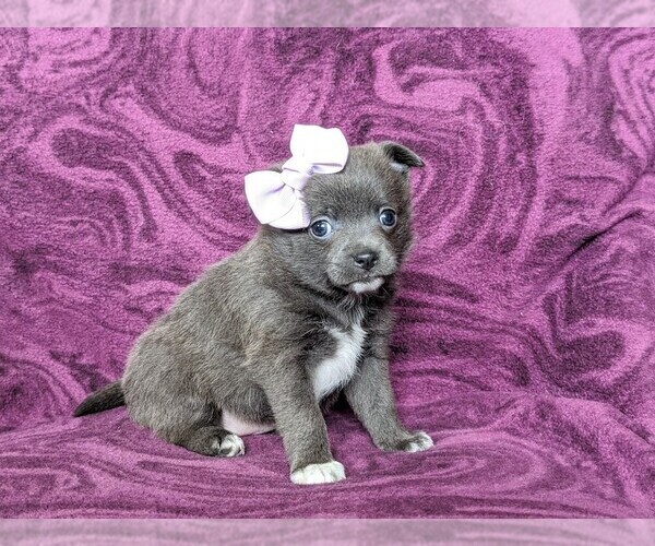 Medium Photo #2 Chiranian Puppy For Sale in NEW FREEDOM, PA, USA
