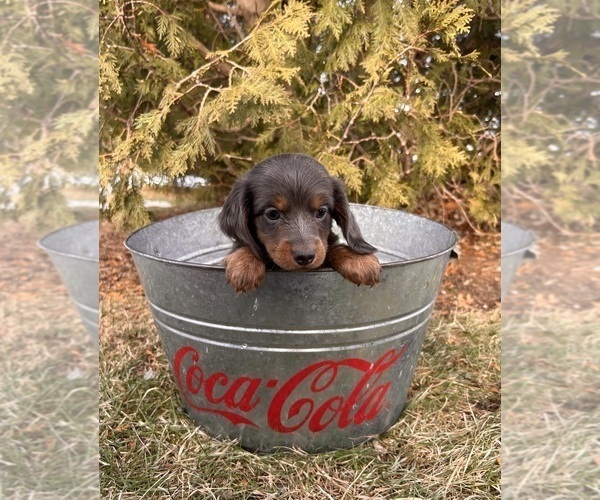 Medium Photo #5 Dachshund Puppy For Sale in MIDDLEBURY, IN, USA