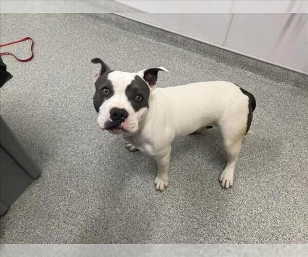 Medium Photo #1 American Pit Bull Terrier Puppy For Sale in Fort Collins, CO, USA