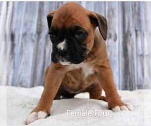 Boxer Puppy for sale in NILES, MI, USA