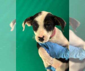 Mutt Dogs for adoption in Visalia, CA, USA