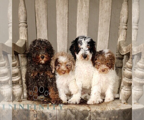 Medium Photo #2 Poodle (Miniature) Puppy For Sale in GORDONVILLE, PA, USA