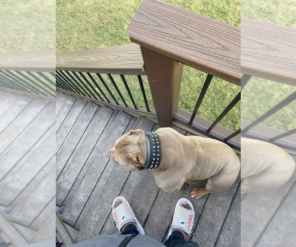 Medium Photo #1 American Bully Puppy For Sale in GLASSPORT, PA, USA