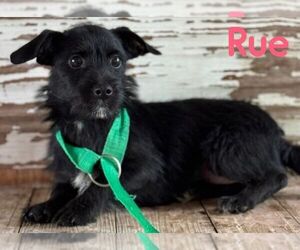 Mutt Dogs for adoption in Carrollton, TX, USA