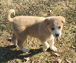 Small #1 Great Pyrenees Mix