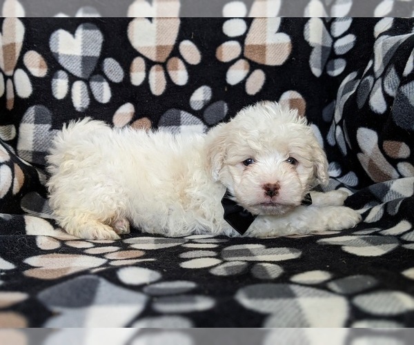 Medium Photo #5 Lhasa-Poo Puppy For Sale in LINCOLN UNIV, PA, USA