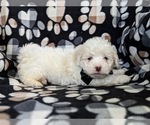 Small Photo #5 Lhasa-Poo Puppy For Sale in LINCOLN UNIV, PA, USA