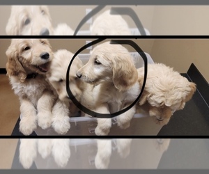 Goldendoodle Puppy for sale in THORNTON, CO, USA
