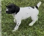 Bruiser - Male German Shorthaired Pointer Puppy for Sale - Photo #7