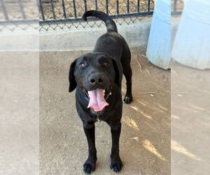 Labrador Retriever-Unknown Mix Dogs for adoption in Riverside, CA, USA