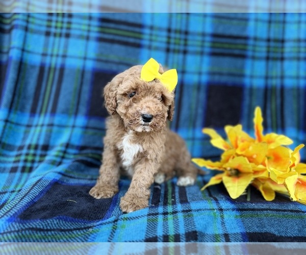 Medium Photo #4 Cavapoo (Miniature) Puppy For Sale in LAKELAND, FL, USA
