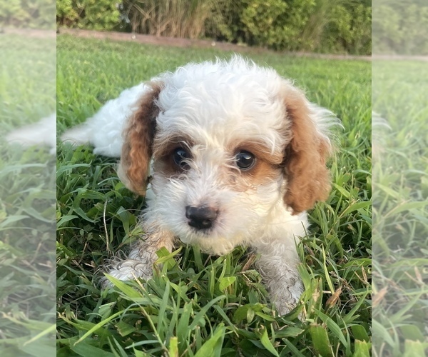 Medium Photo #1 Cavapoo Puppy For Sale in REEDS SPRING, MO, USA