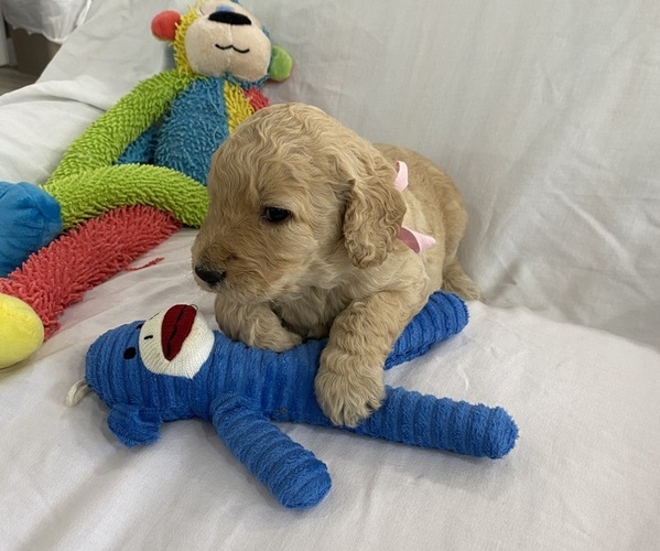 Medium Photo #2 Goldendoodle Puppy For Sale in TARPON SPRINGS, FL, USA
