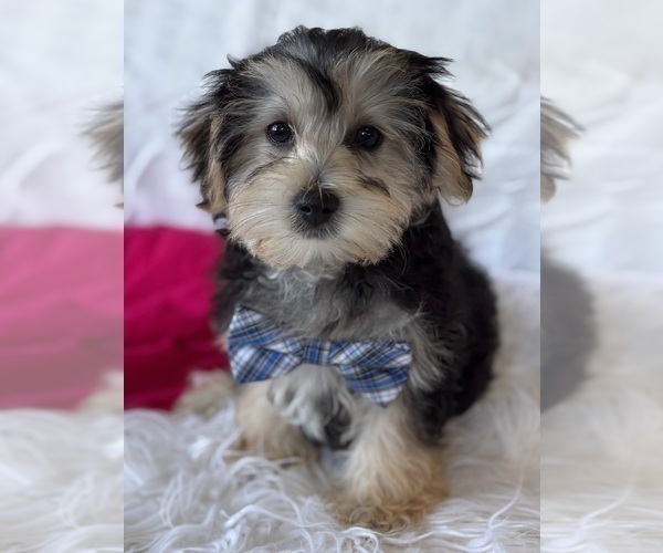 Medium Photo #6 Morkie Puppy For Sale in ROCK STREAM, NY, USA