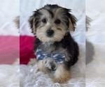 Small #5 Morkie
