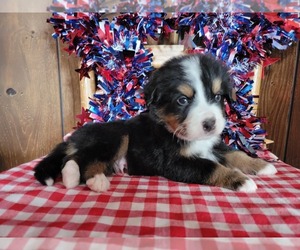 Medium Bernese Mountain Dog