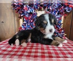 Puppy Achilles Bernese Mountain Dog