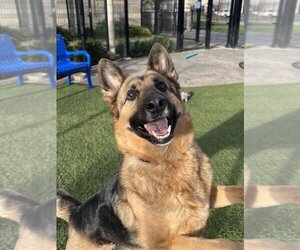 German Shepherd Dog-Unknown Mix Dogs for adoption in Elk Grove, CA, USA