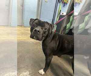 American Pit Bull Terrier Dogs for adoption in Evansville, IN, USA
