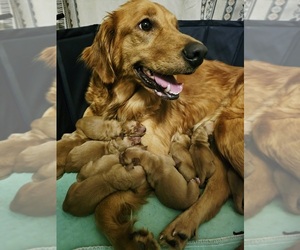 Golden Retriever Puppy for sale in SALISBURY, NC, USA