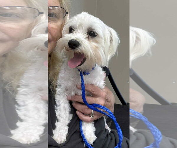 Medium Photo #3 Maltese Puppy For Sale in Croydon, NH, USA