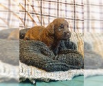 Small Photo #2 Cock-A-Poo-Labradoodle Mix Puppy For Sale in MILWAUKEE, WI, USA