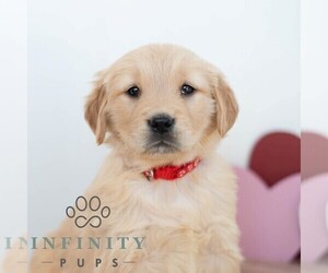 Golden Retriever Puppy for sale in NEWPORT, PA, USA