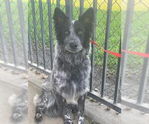 Border Collie-Unknown Mix Dogs for adoption in Riverside, CA, USA