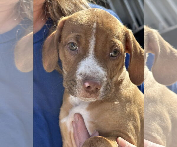 Medium Photo #2 American Pit Bull Terrier-Chihuahua Mix Puppy For Sale in Polson, MT, USA