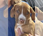 Small #1 American Pit Bull Terrier-Chihuahua Mix