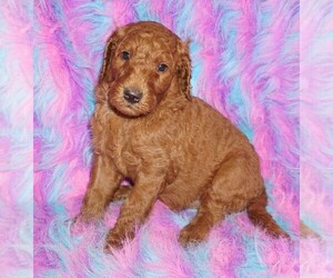 Labradoodle Puppy for sale in LA HABRA, CA, USA