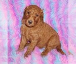 red 1 - Female Labradoodle Puppy for Sale - Small photo