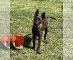 Small #4 Holland Shepherd