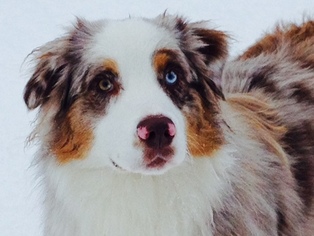 Australian Shepherd Puppy for sale in PORT ANGELES, WA, USA