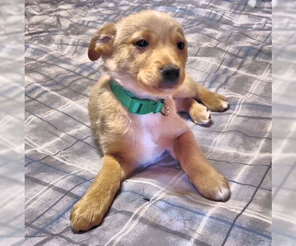 Medium Photo #2 Cheeks Puppy For Sale in Rutherfordton, NC, USA