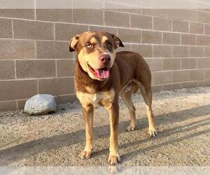 Siberian Husky-Unknown Mix Dogs for adoption in Orange, CA, USA