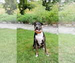 Small #17 Bull Terrier Mix