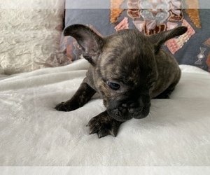 French Bulldog Puppy for sale in JOHNS ISLAND, SC, USA