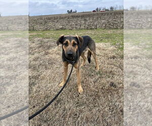 Jupiter - Male Rottweiler-Siberian Husky Mix Dog for Adoption - Photo #2