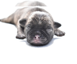 Pug Puppy for sale in PALM COAST, FL, USA