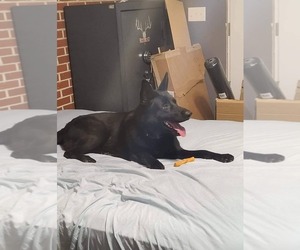 Father of the German Shepherd Dog puppies born on 02/20/2026