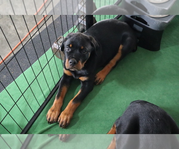 Medium Photo #3 Rottweiler Puppy For Sale in MCLEANSVILLE, NC, USA