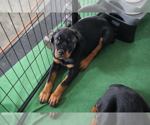 Medium Rottweiler
