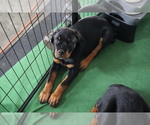 Puppy Pink Rottweiler